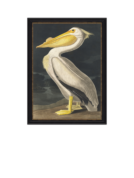 John Lewis John James Audubon 'White Pelican' Framed Print, 77 x 57cm, Multi