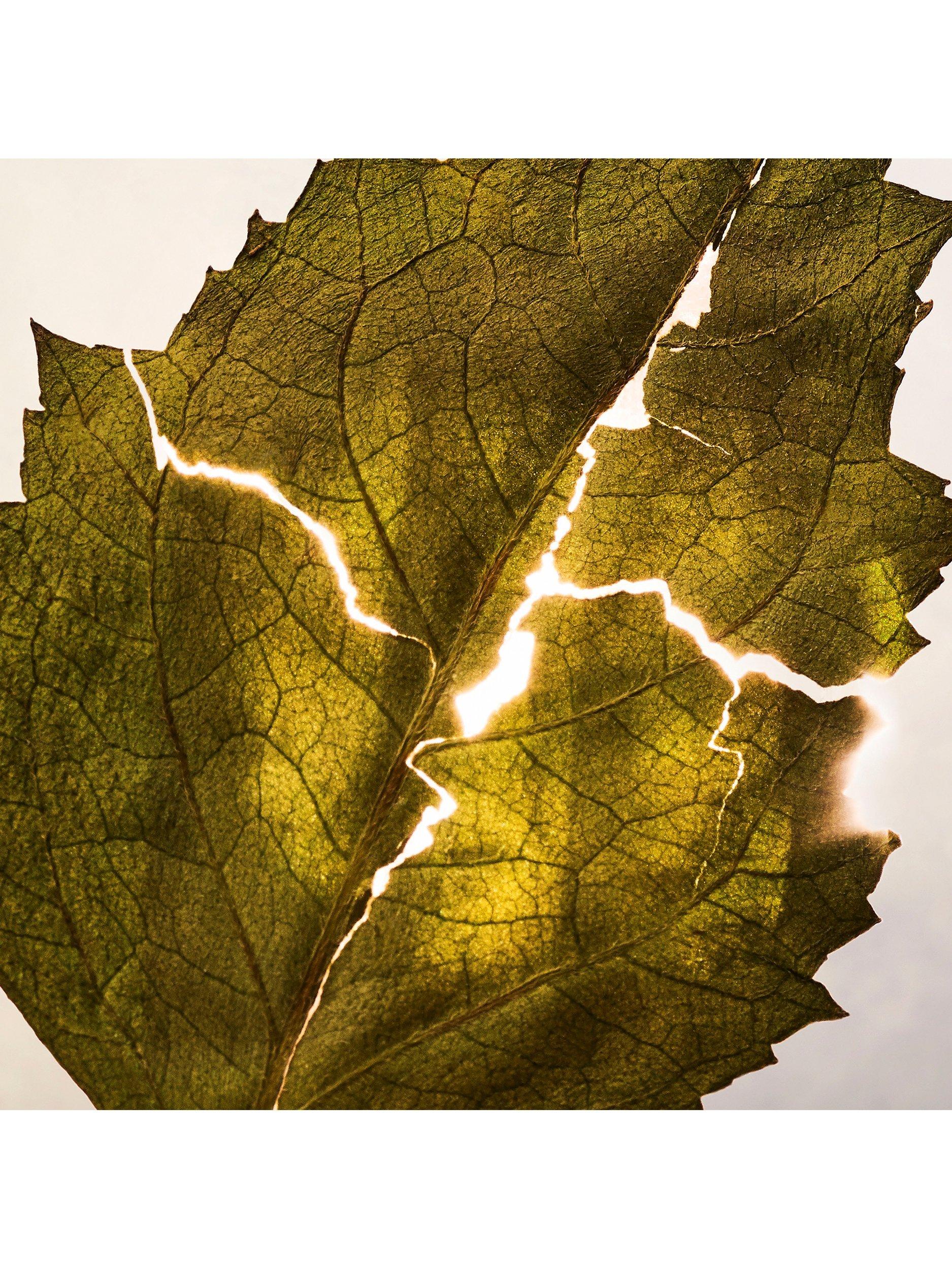 Product image 2 of 4, which shows BVLGARI Allegra Magnifying Patchouli Essence Eau de Parfum, 40ml