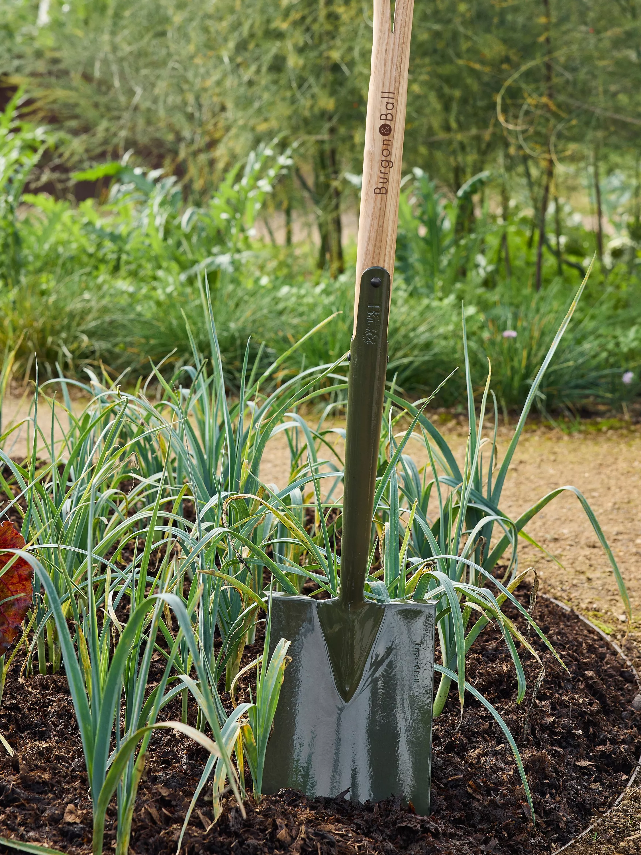 Burgon & Ball garden spade in soil beside young leeks, showing durable steel blade and wooden handle outdoors