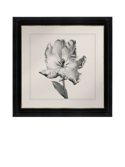 Brookpace Lascelles 'Tulip I' Framed Print, 59 x 49cm, Black/White, Black