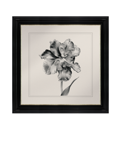 Brookpace Lascelles 'Tulip II' Framed Print, 59 x 49cm, Black/White, Black