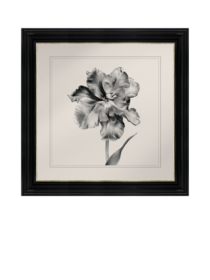 Brookpace Lascelles 'Tulip II' Framed Print, 59 x 49cm, Black/White, Black