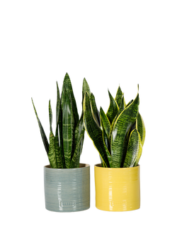 The Little Botanical Air-Purifying Plant Duo House Plants, Multi