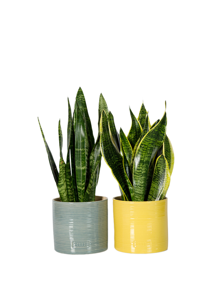 The Little Botanical Air-Purifying Plant Duo House Plants, Multi