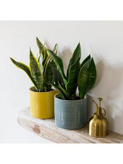 The Little Botanical Air-Purifying Plant Duo House Plants - view 2, Multi