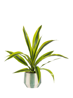 The Little Botanical British Greenery in Green/White Plant Pot, Multi