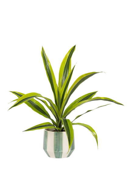 The Little Botanical British Greenery in Green/White Plant Pot, Multi