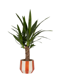 The Little Botanical British Greenery in Orange/White Plant Pot, Multi