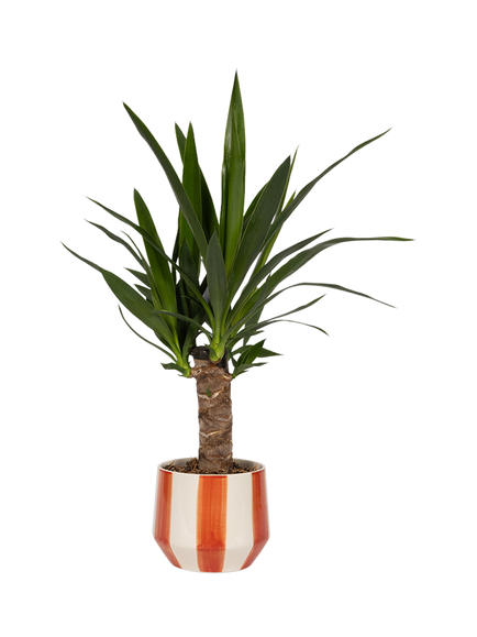 The Little Botanical British Greenery in Orange/White Plant Pot, Multi