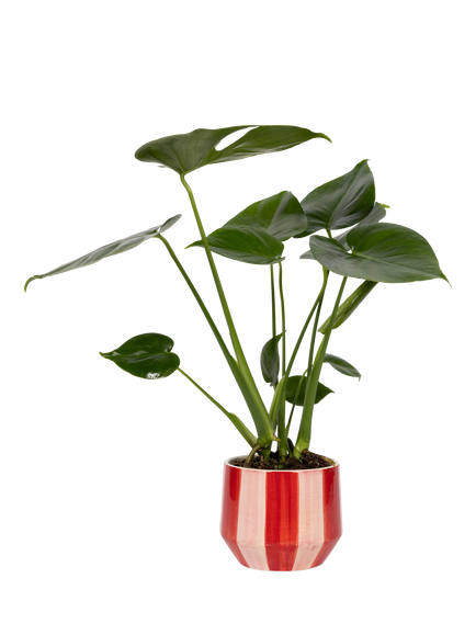 The Little Botanical British Greenery in Pink/Red Plant Pot, Multi