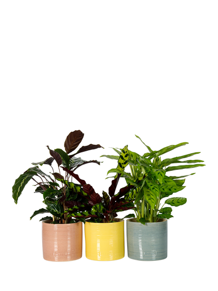 The Little Botanical Calathea Trio House Plants, Multi