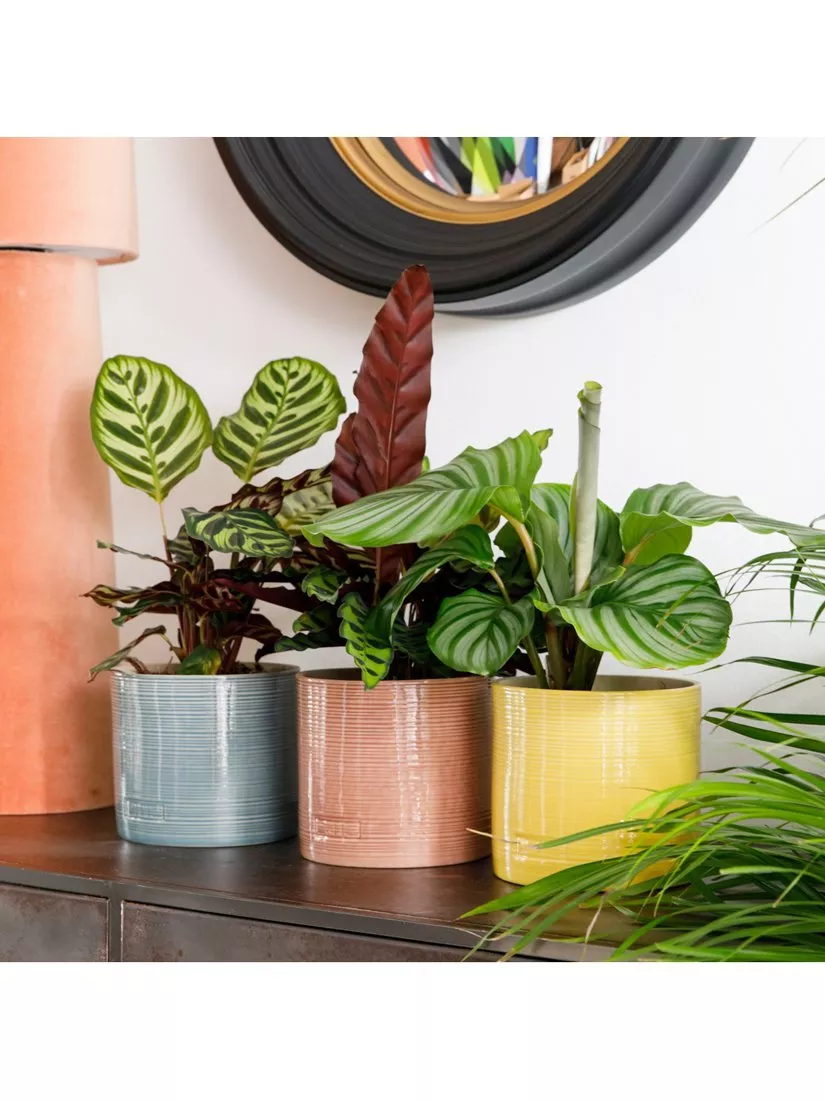Peace lily houseplant in grey ceramic pot on modern kitchen counter with books, mug and soap bottles