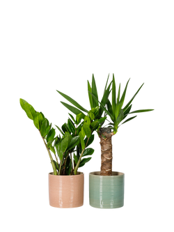 The Little Botanical Easy Care Duo Tropical House Plants, Multi