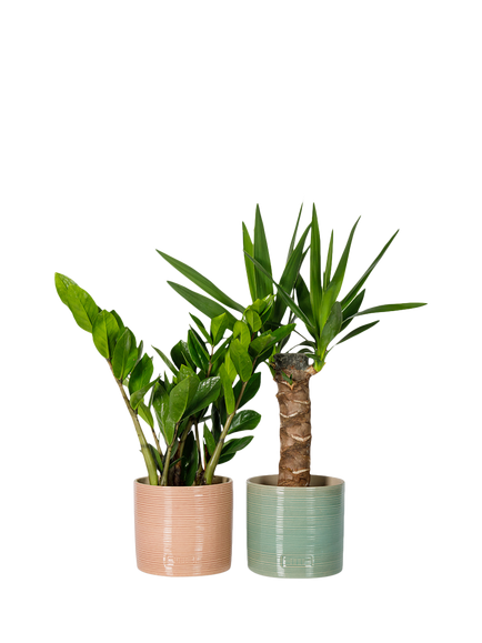 The Little Botanical Easy Care Duo Tropical House Plants, Multi