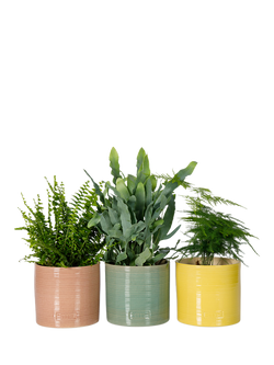 The Little Botanical Fern Trio House Plants in Glazed Pots, Multi