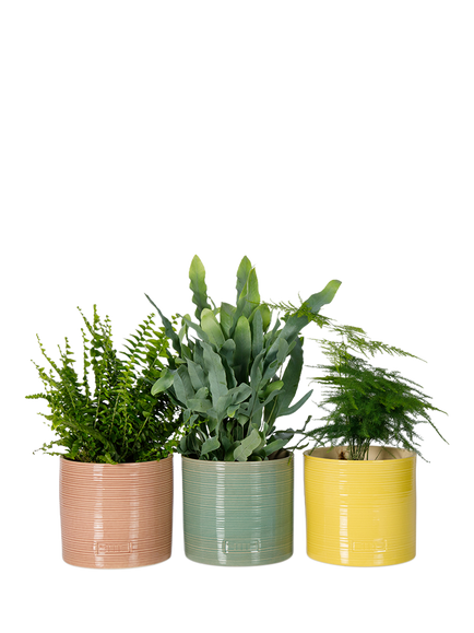 The Little Botanical Fern Trio House Plants in Glazed Pots, Multi