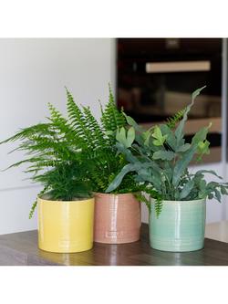 The Little Botanical Fern Trio House Plants in Glazed Pots - view 2, Multi