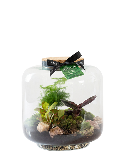 The Little Botanical Large Round Glass Terrarium, Multi