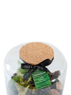 The Little Botanical Large Round Glass Terrarium - view 2, Multi