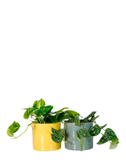 The Little Botanical Pothos Duo House Plants in Glazed Pots, Multi