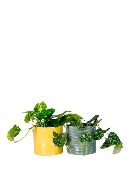 The Little Botanical Pothos Duo House Plants in Glazed Pots, Multi