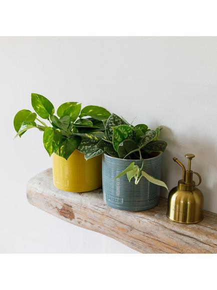 The Little Botanical Pothos Duo House Plants in Glazed Pots - view 2, Multi