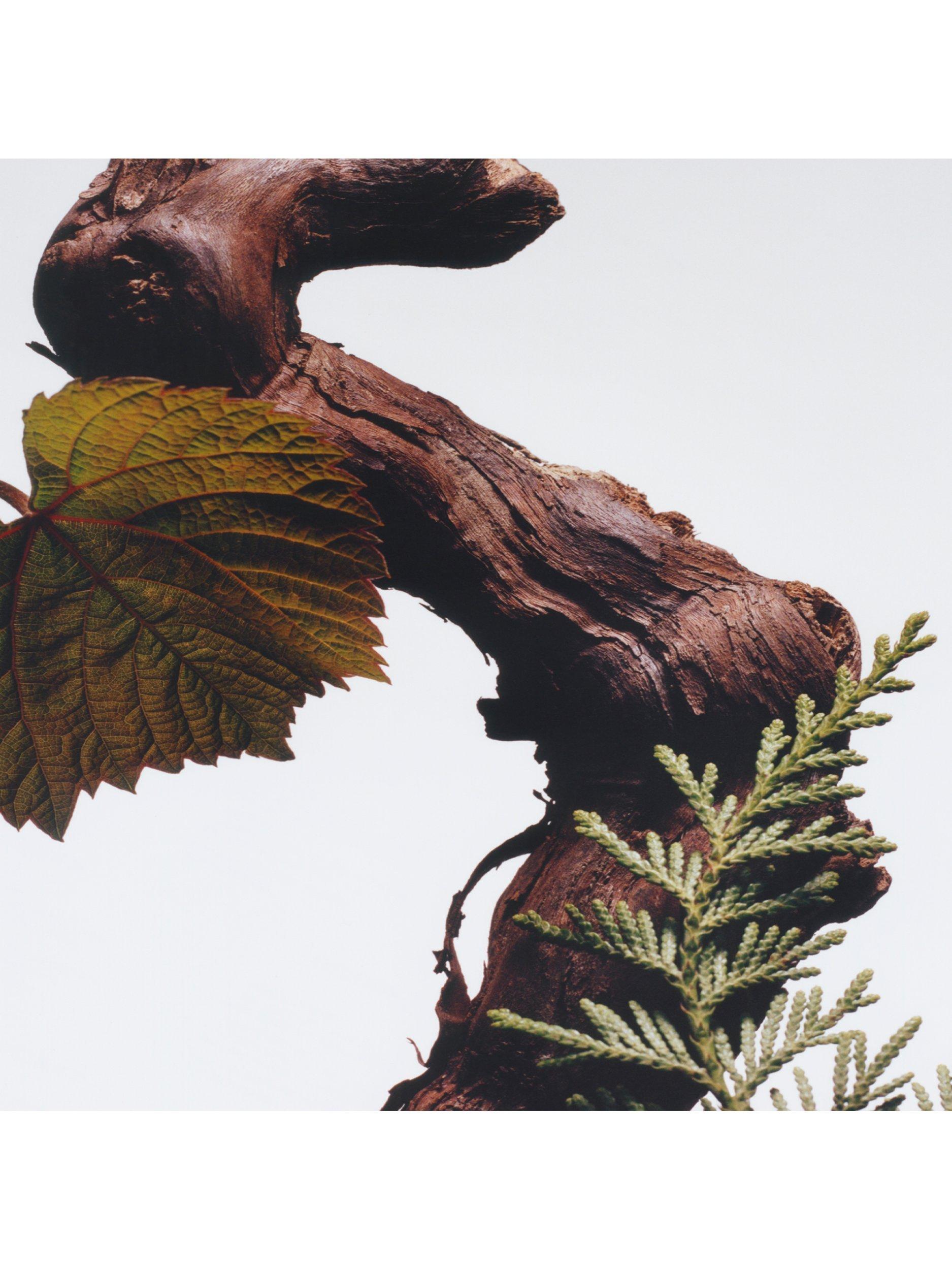 Product image 4 of 5, which shows Jo Malone London Cypress & Grapevine Cologne Intense, 50ml