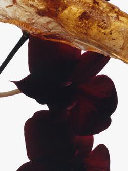 Jo Malone London Dark Amber & Ginger Lily Cologne Intense - view 2, 