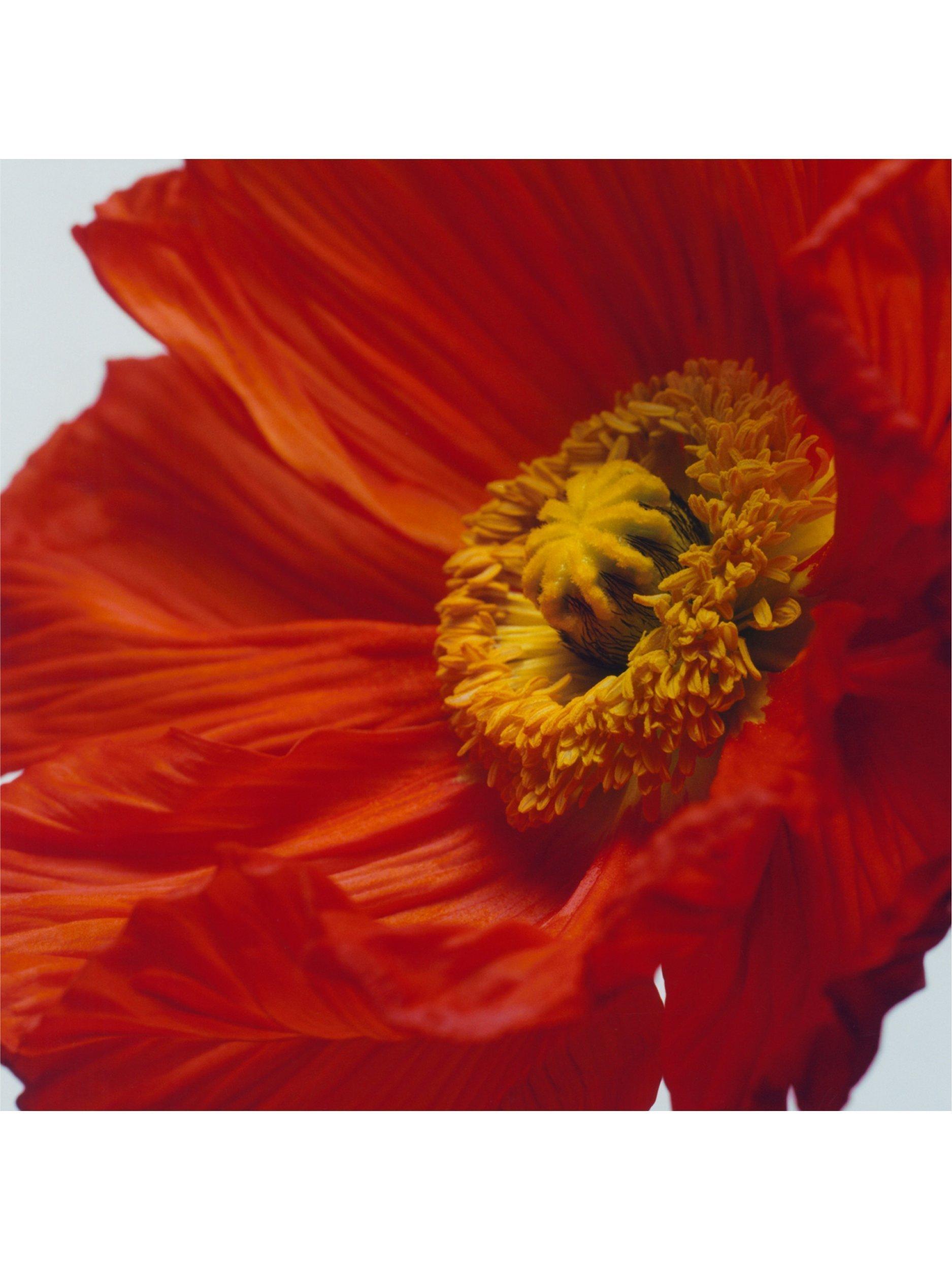 Product image 2 of 2, which shows Jo Malone London Scarlet Poppy Cologne Intense, 100ml