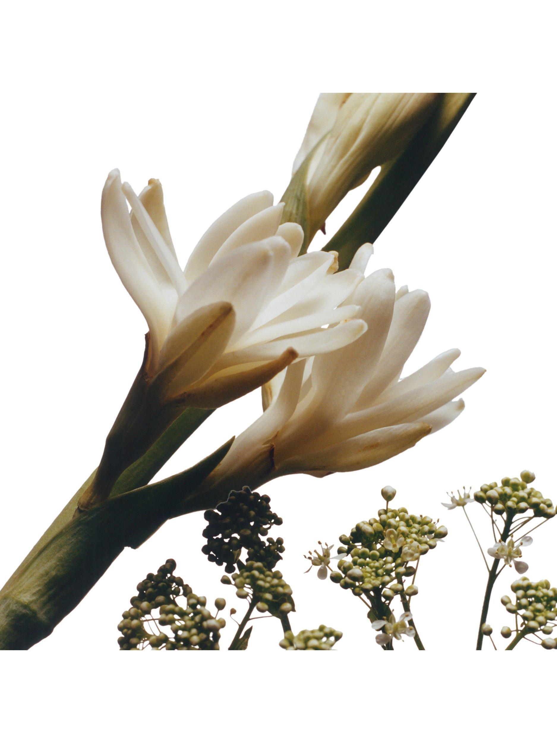 Product image 2 of 3, which shows Jo Malone London Tuberose Angelica Cologne Intense, 100ml