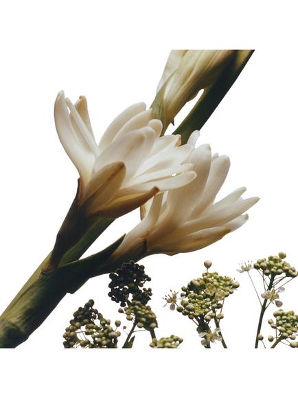 Jo Malone London Tuberose Angelica Cologne Intense - view 2, 