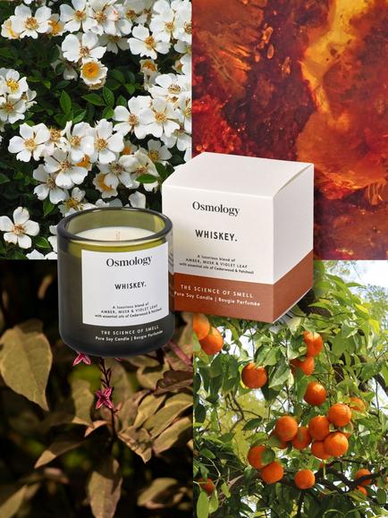 Osmology by Aery Utility Whiskey Scented Candle - view 2, Green