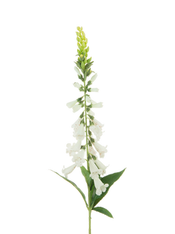 Floralsilk Artificial Foxglove Stem, 97cm, White, White