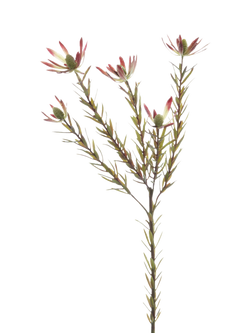 Floralsilk Artificial Leucadendron Spray, 70cm, Green, Green