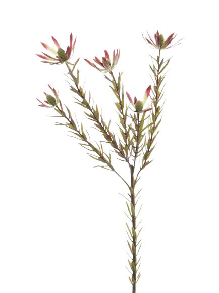 Floralsilk Artificial Leucadendron Spray, 70cm, Green, Green