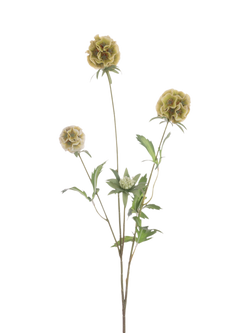 Floralsilk Artificial Scabiosa Stellata Spray, 73cm, Green, Green