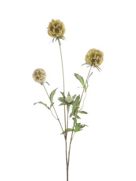 Floralsilk Artificial Scabiosa Stellata Spray, 73cm, Green, Green