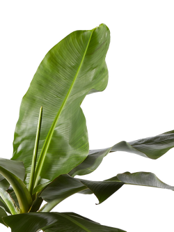 Plant Drop Banana Tree - view 2, Multi