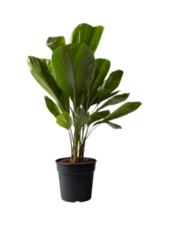 Plant Drop Large Ruffled Fan Palm Plant