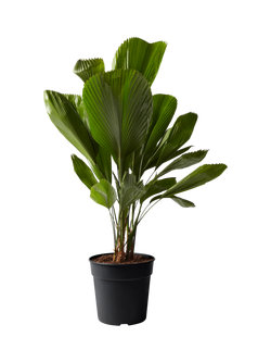 Plant Drop Large Ruffled Fan Palm Plant, Multi
