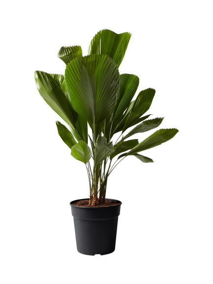 Plant Drop Large Ruffled Fan Palm Plant, Multi