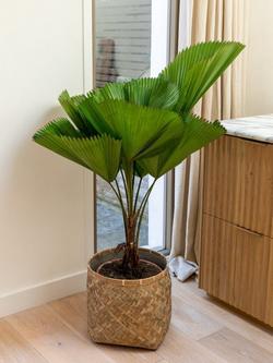 Plant Drop Large Ruffled Fan Palm Plant - view 2, Multi
