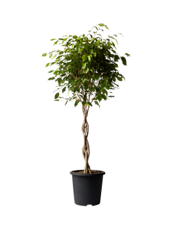 Plant Drop Weeping Fig Tree, Multi