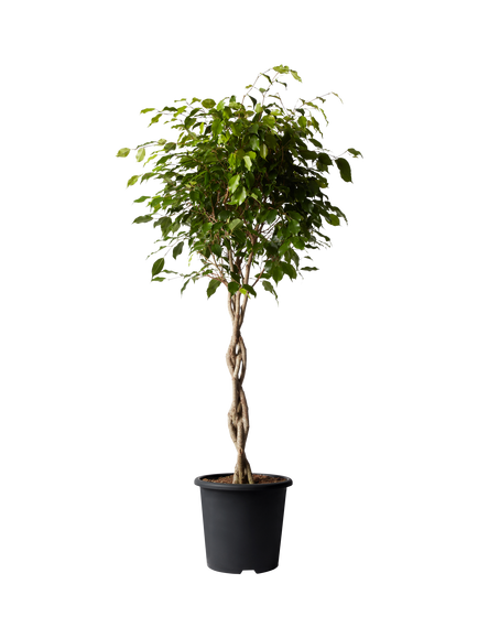 Plant Drop Weeping Fig Tree, Multi