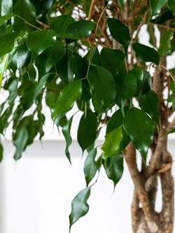 Plant Drop Weeping Fig Tree - view 2, Multi