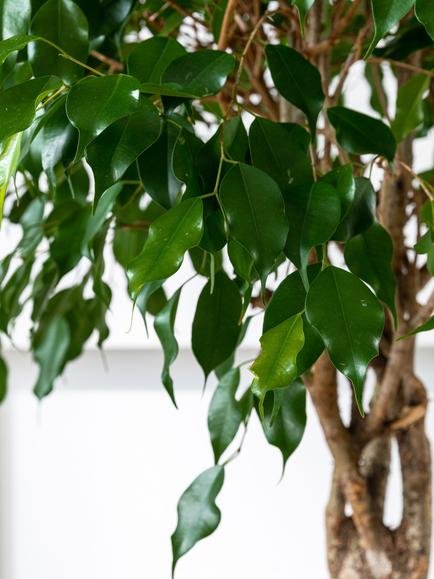 Plant Drop Weeping Fig Tree - view 2, Multi