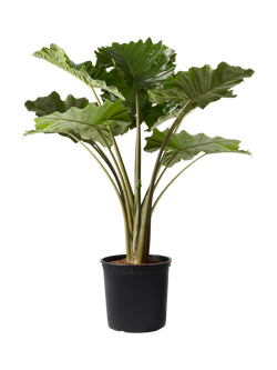 Plant Drop Elephant Ear Plant, Multi
