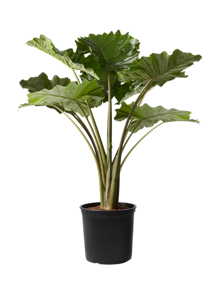 Plant Drop Elephant Ear Plant, Multi