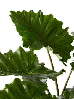 Plant Drop Elephant Ear Plant - view 2, Multi