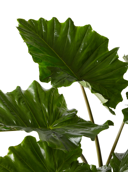 Plant Drop Elephant Ear Plant - view 2, Multi